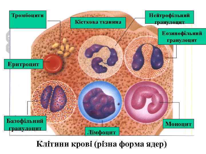 Тромбоцити Кісткова тканина Нейтрофільний гранулоцит Еозинофільний гранулоцит Еритроцит Базофільний гранулоцит Моноцит Лімфоцит Клітини крові