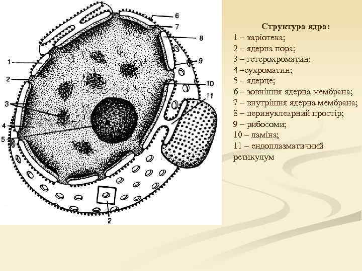Структура ядра: 1 – каріотека; 2 – ядерна пора; 3 – гетерохроматин; 4 –еухроматин;