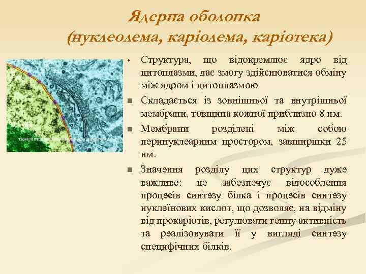 Ядерна оболонка (нуклеолема, каріотека) • n n n Структура, що відокремлює ядро від цитоплазми,