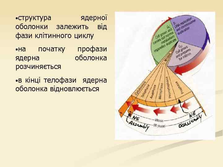  • структура ядерної оболонки залежить від фази клітинного циклу • на початку ядерна