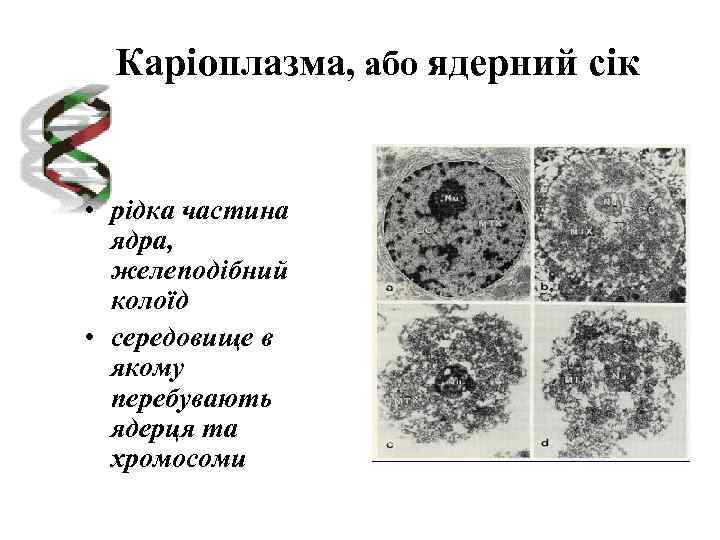 Каріоплазма, або ядерний сік • рідка частина ядра, желеподібний колоїд • середовище в якому