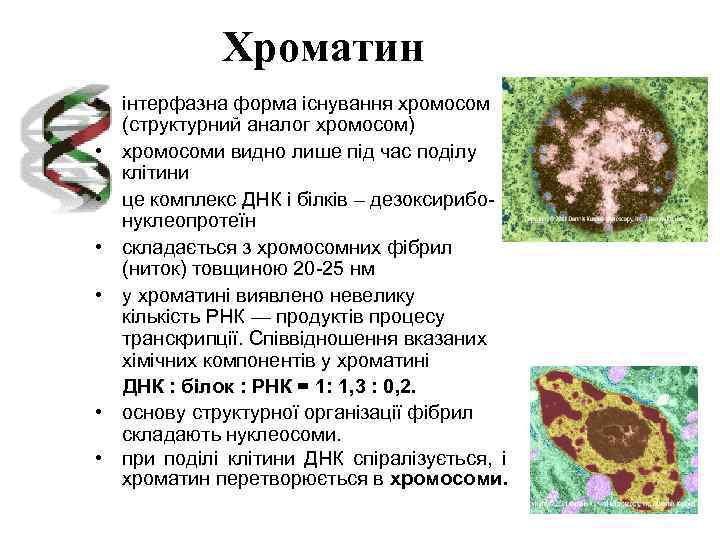 Хроматин • інтерфазна форма існування хромосом (структурний аналог хромосом) • хромосоми видно лише під
