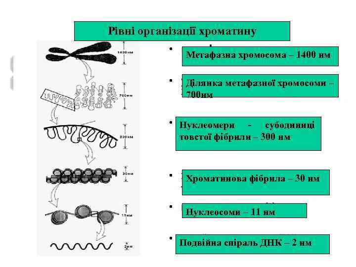 Рівні організації хроматину Метафазна хромосома – 1400 нм Ділянка метафазної хромосоми – 700 нм