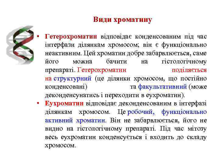 Види хроматину • Гетерохроматин відповідає конденсованим під час інтерфази ділянкам хромосом; він є функціонально