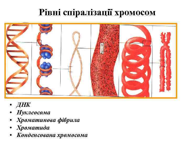Рівні спіралізації хромосом • • • ДНК Нуклеосома Хроматинова фібрила Хроматида Конденсована хромосома 