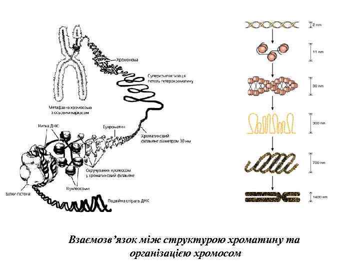 Взаємозв’язок між структурою хроматину та організацією хромосом 