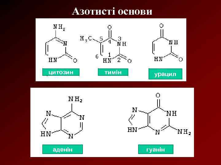 Азотисті основи цитозин аденін тимін урацил гуанін 