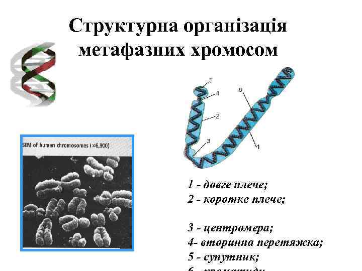 Структурна організація метафазних хромосом 1 - довге плече; 2 - коротке плече; 3 -