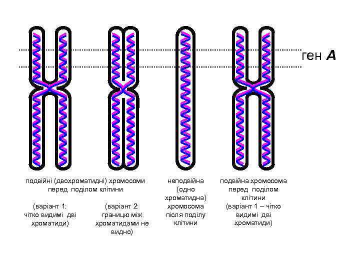 ген А подвійні (двохроматидні) хромосоми перед поділом клітини (варіант 1: чітко видимі дві хроматиди)