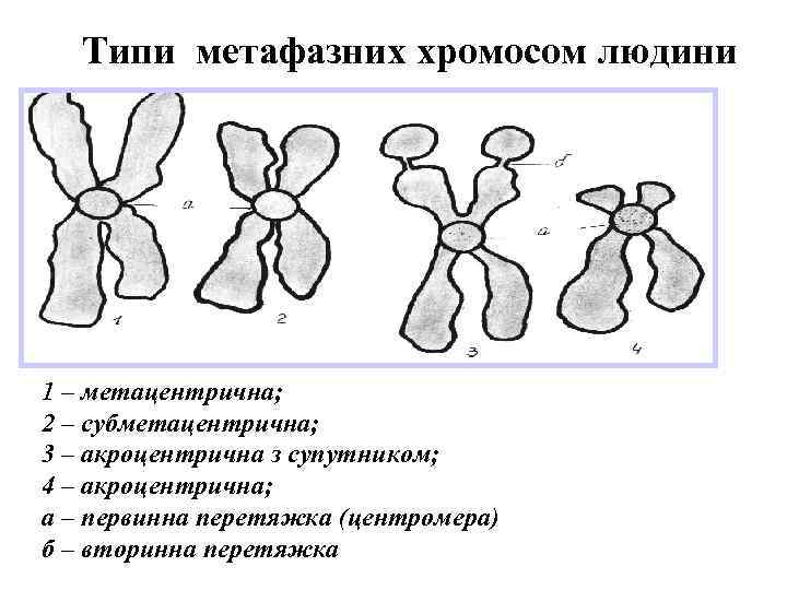 Типи метафазних хромосом людини 1 – метацентрична; 2 – субметацентрична; 3 – акроцентрична з