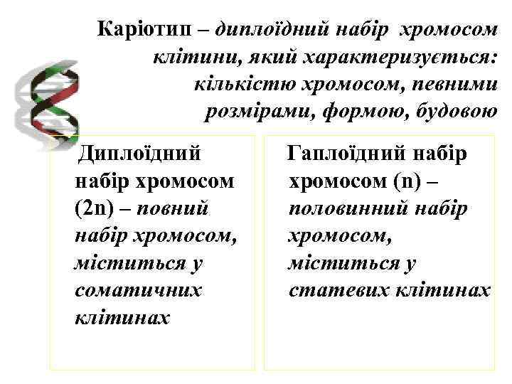 Каріотип – диплоїдний набір хромосом клітини, який характеризується: кількістю хромосом, певними розмірами, формою, будовою