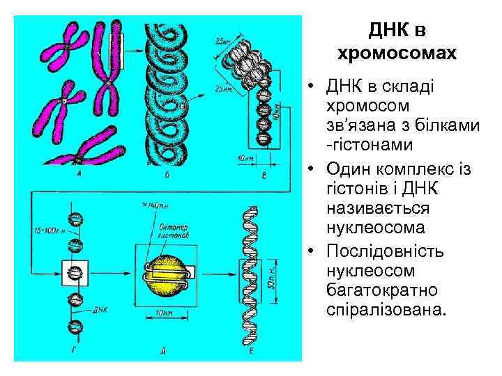 ДНК в хромосомах • ДНК в складі хромосом зв’язана з білками -гістонами • Один