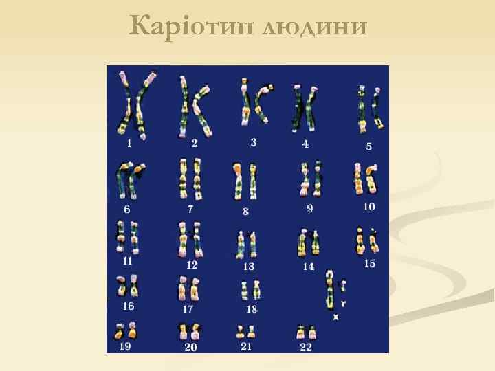 Каріотип людини 