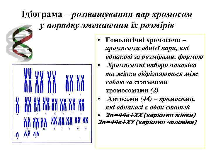 Ідіограма – розташування пар хромосом у порядку зменшення їх розмірів • Гомологічні хромосоми –