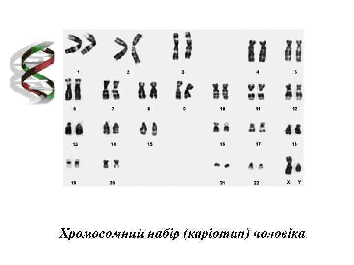 Хромосомний набір (каріотип) чоловіка 