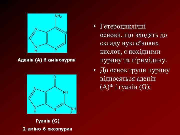 Аденін (А) 6 -амінопурин Гуанін (G) 2 -аміно-6 -оксопурин • Гетероциклічні основи, що входять