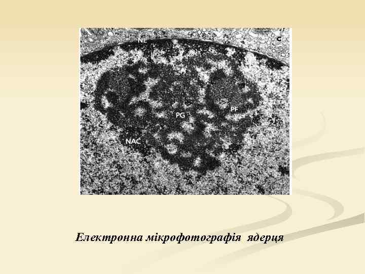 Електронна мікрофотографія ядерця 