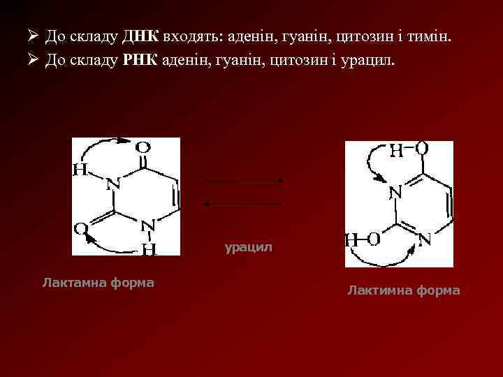Ø До складу ДНК входять: аденін, гуанін, цитозин і тимін. Ø До складу РНК
