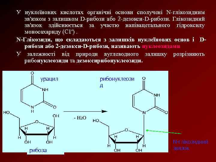 У нуклеїнових кислотах органічні основи сполучені N глікозидним зв'язком з залишком D рибози або