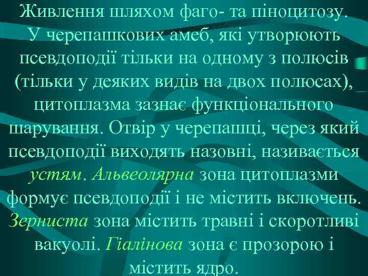 Живлення шляхом фаго- та піноцитозу. У черепашкових амеб, які утворюють псевдоподії тільки на одному