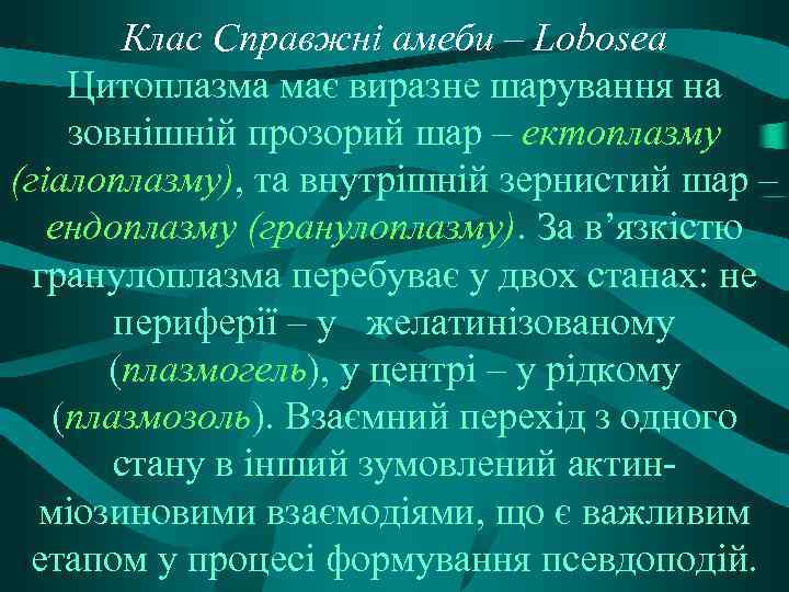 Клас Справжні амеби – Lobosea Цитоплазма має виразне шарування на зовнішній прозорий шар –