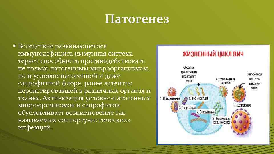 Патогенез § Вследствие развивающегося иммунодефицита иммунная система теряет способность противодействовать не только патогенным микроорганизмам,