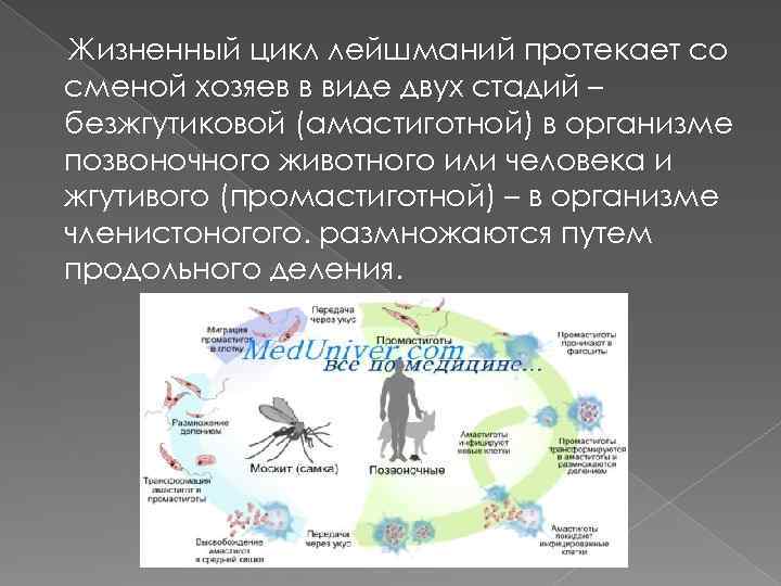 Жизненный цикл лейшманий протекает со сменой хозяев в виде двух стадий – безжгутиковой (амастиготной)