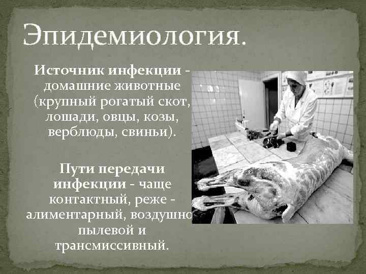 Эпидемиология. Источник инфекции - домашние животные (крупный рогатый скот, лошади, овцы, козы, верблюды, свиньи).