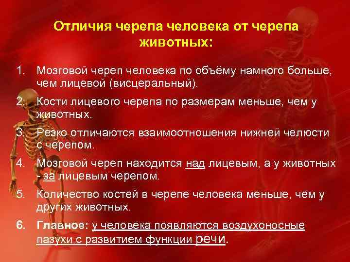 Отличия черепа человека от черепа животных: 1. Мозговой череп человека по объёму намного больше,