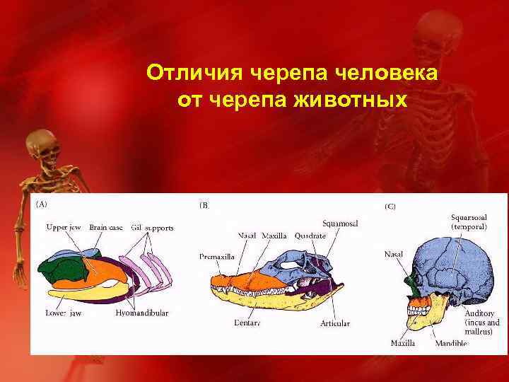 Череп человека отличается. Отличие черепа человека и животных. Череп человека в отличии от черепа млекопитающих. Отличие черепа человека от животного. Череп человека и животного сравнение.