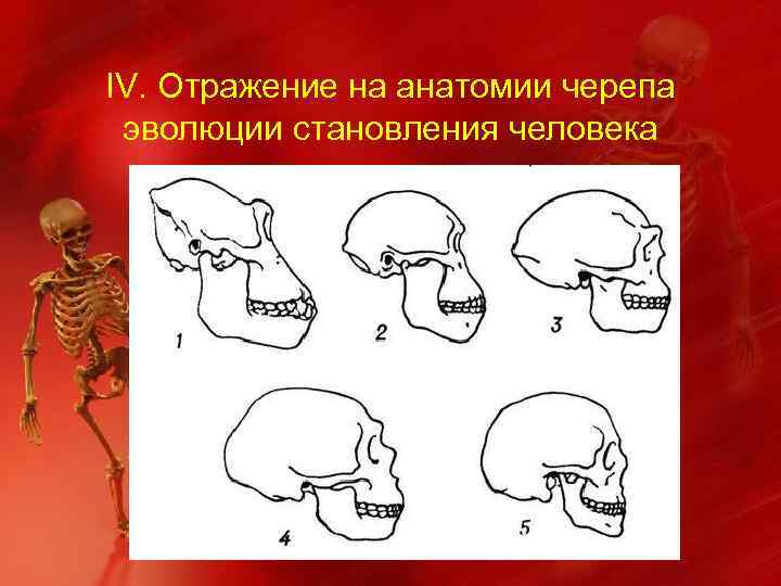 ІV. Отражение на анатомии черепа эволюции становления человека 
