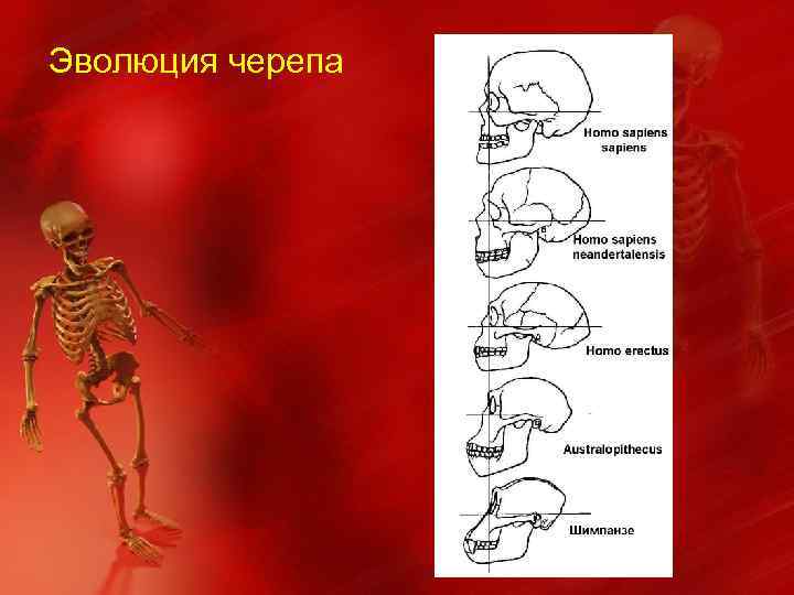 Эволюция черепа 