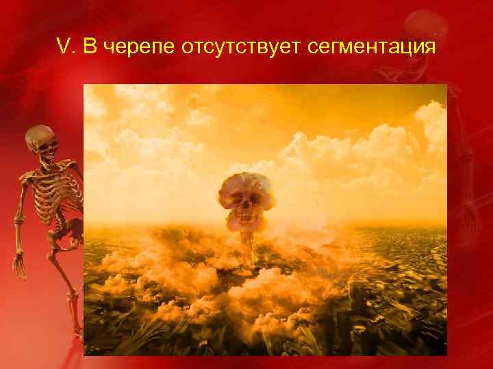 V. В черепе отсутствует сегментация 