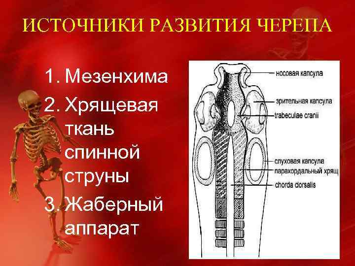 ИСТОЧНИКИ РАЗВИТИЯ ЧЕРЕПА 1. Мезенхима 2. Хрящевая ткань спинной струны 3. Жаберный аппарат 