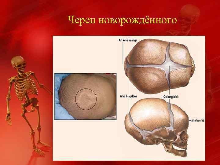 Череп новорождённого 