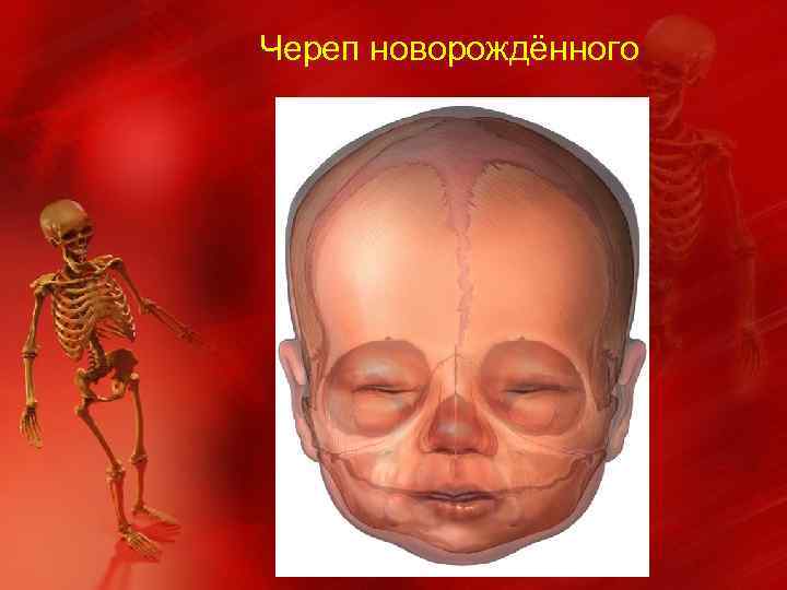 Череп новорождённого 