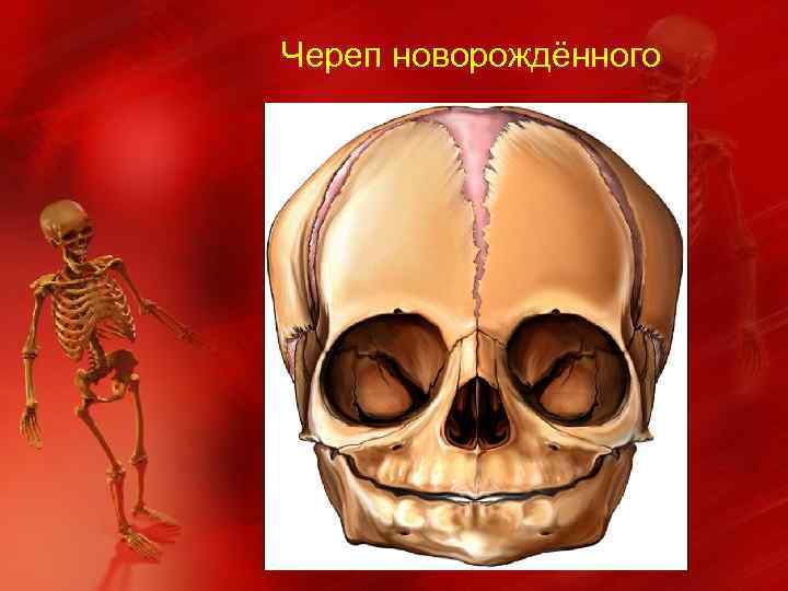 Череп новорождённого 
