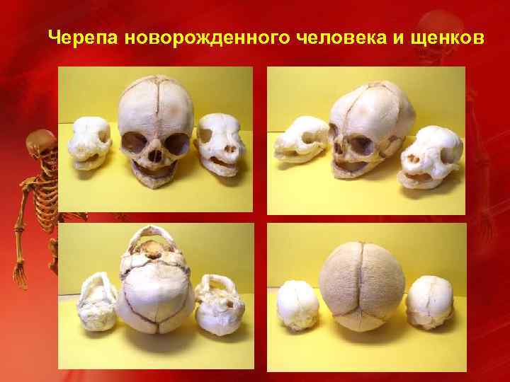 Черепа новорожденного человека и щенков 