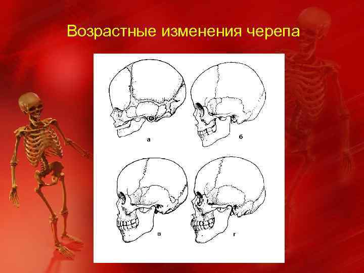 Возрастная анатомия черепа