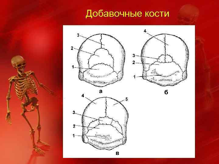 Добавочные кости 