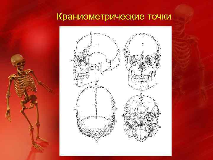 Краниометрические точки 