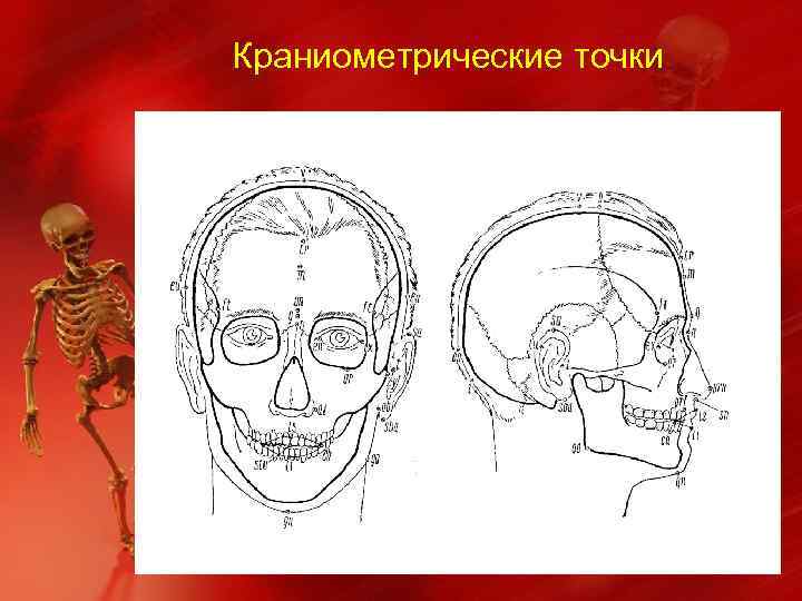 Краниометрические точки 