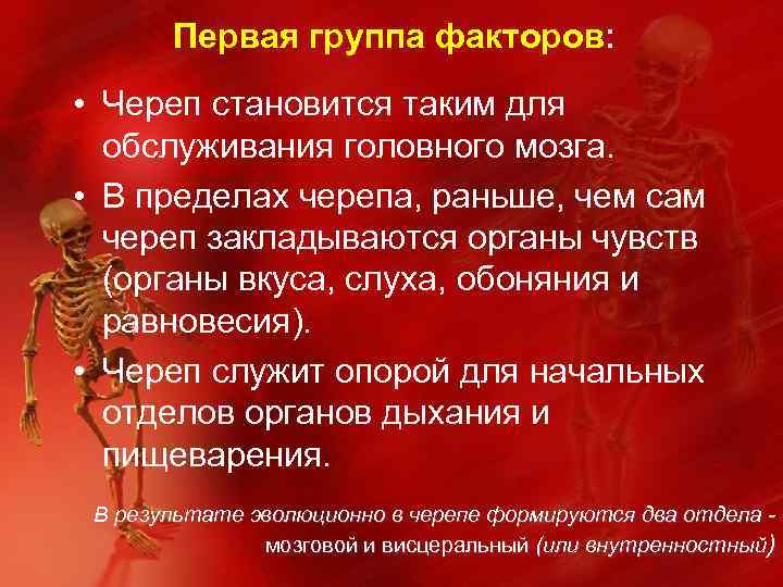Первая группа факторов: • Череп становится таким для обслуживания головного мозга. • В пределах