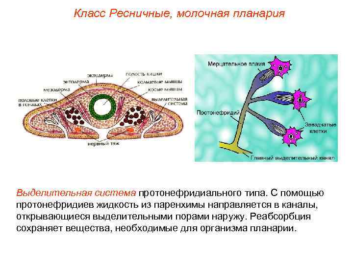 Класс Ресничные, молочная планария Выделительная система протонефридиального типа. С помощью протонефридиев жидкость из паренхимы