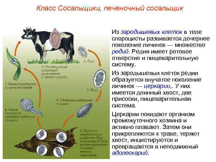 Класс Сосальщики, печеночный сосальщик Из зародышевых клеток в теле спороцисты развивается дочернее поколение личинок