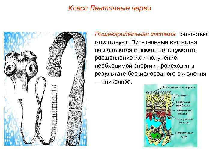 Паразитический червь пищеварительная система. Пищеварение ленточных червей. Ленточные черви класс кольчатые. Ленточные черви схема строения. Класс ленточные черви внешнее строение.