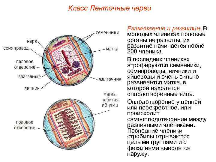 Класс Ленточные черви Размножение и развитие. В молодых члениках половые органы не развиты, их