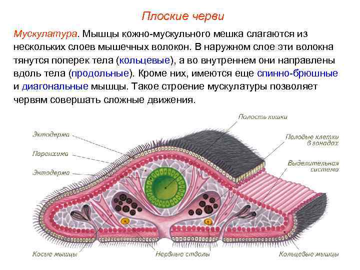 Плоские черви Мускулатура. Мышцы кожно-мускульного мешка слагаются из нескольких слоев мышечных волокон. В наружном