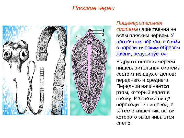 Плоские черви Пищеварительная система свойственна не всем плоским червям. У ленточных червей, в связи