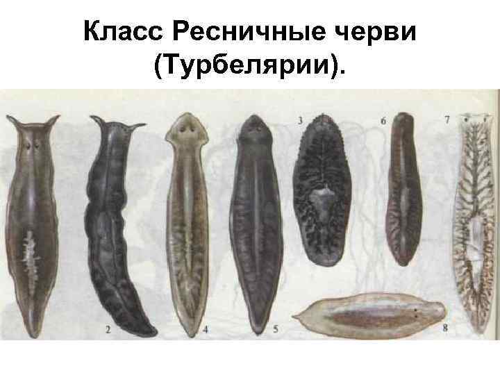 Класс Ресничные черви (Турбелярии). 